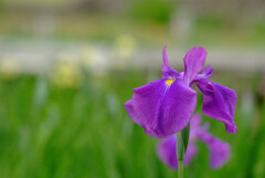 出会い✿菖蒲日記