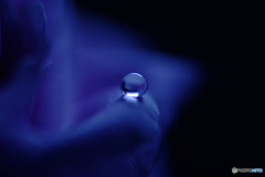 蒼の肖像