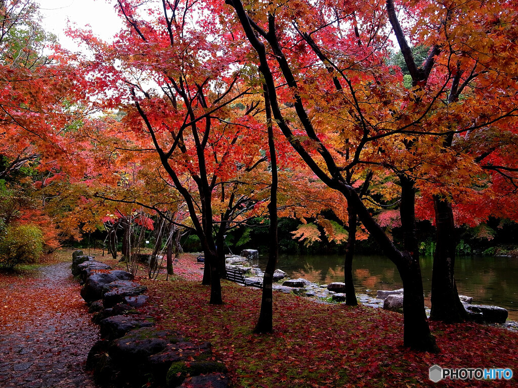 神楽月の華❁紅葉