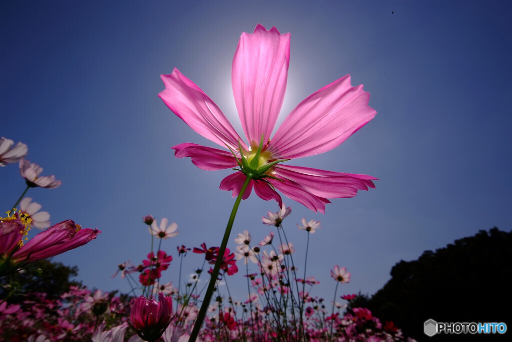 ひとり咲き✾輝く秋桜