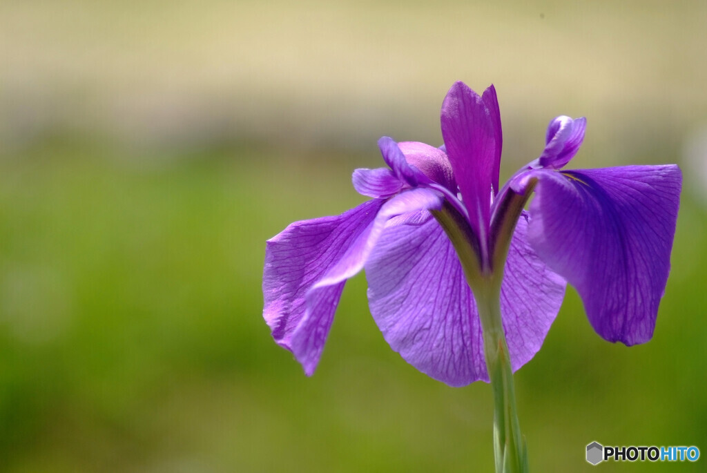 Japanese iris✿水無月の別れ