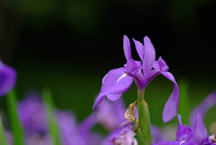 和の時間✿Iris laevigata