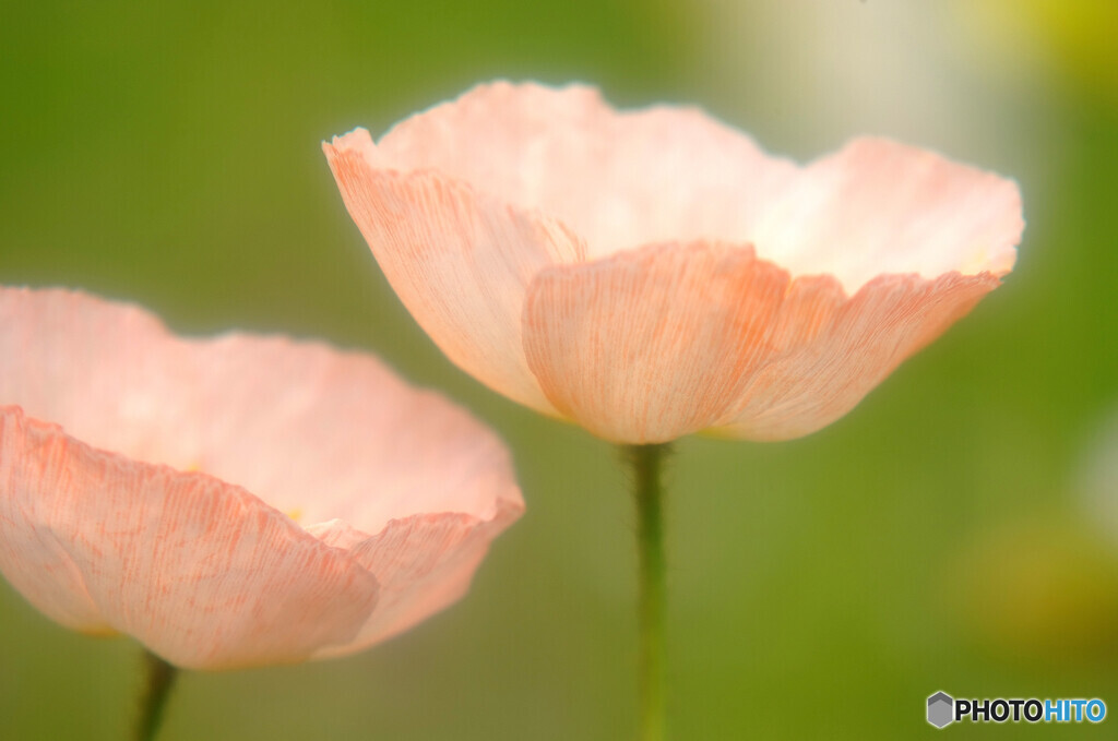 恋の予感✾花言葉