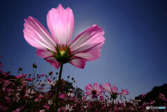 THE COSMOS✿秋2021