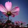 THE COSMOS✿秋2021