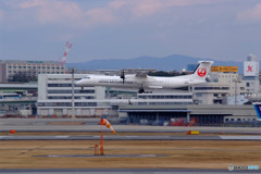 美しき貴婦人・JAL