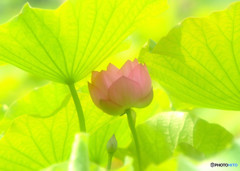 初夏の風・蓮