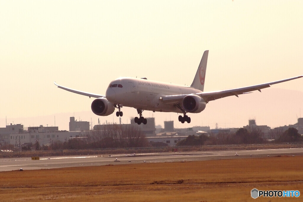 春色の翼✈JAL Boeing 787-8