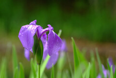 都会のOasis❁皐月の華