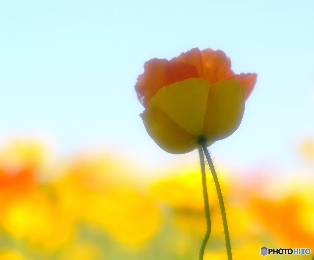 時をかける華・第2章