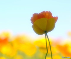 時をかける華・第2章