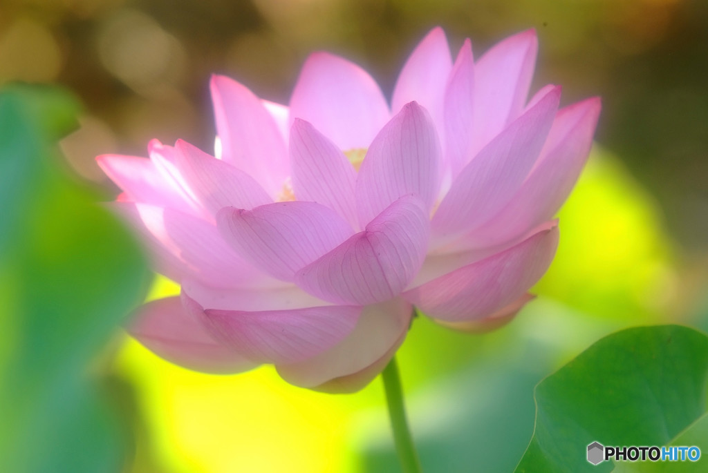 Endless Summer・蓮