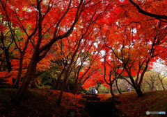万博の紅葉・2016