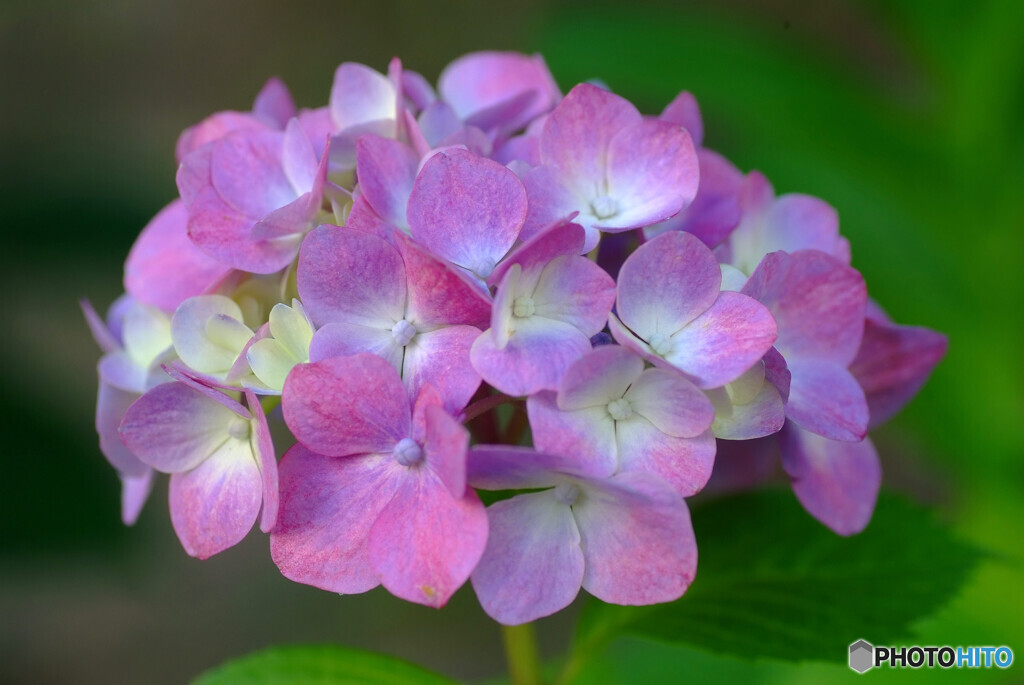 あなたに紫陽花を・・・