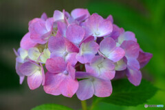 あなたに紫陽花を・・・