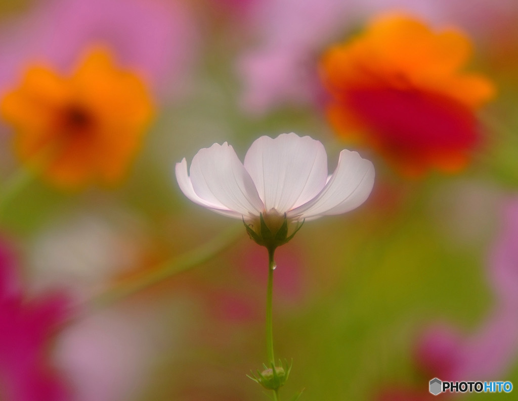 秋桜物語・（Ⅲ）