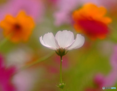 秋桜物語・（Ⅲ）