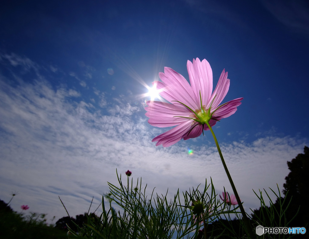 光へ・秋桜
