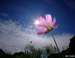 光へ・秋桜