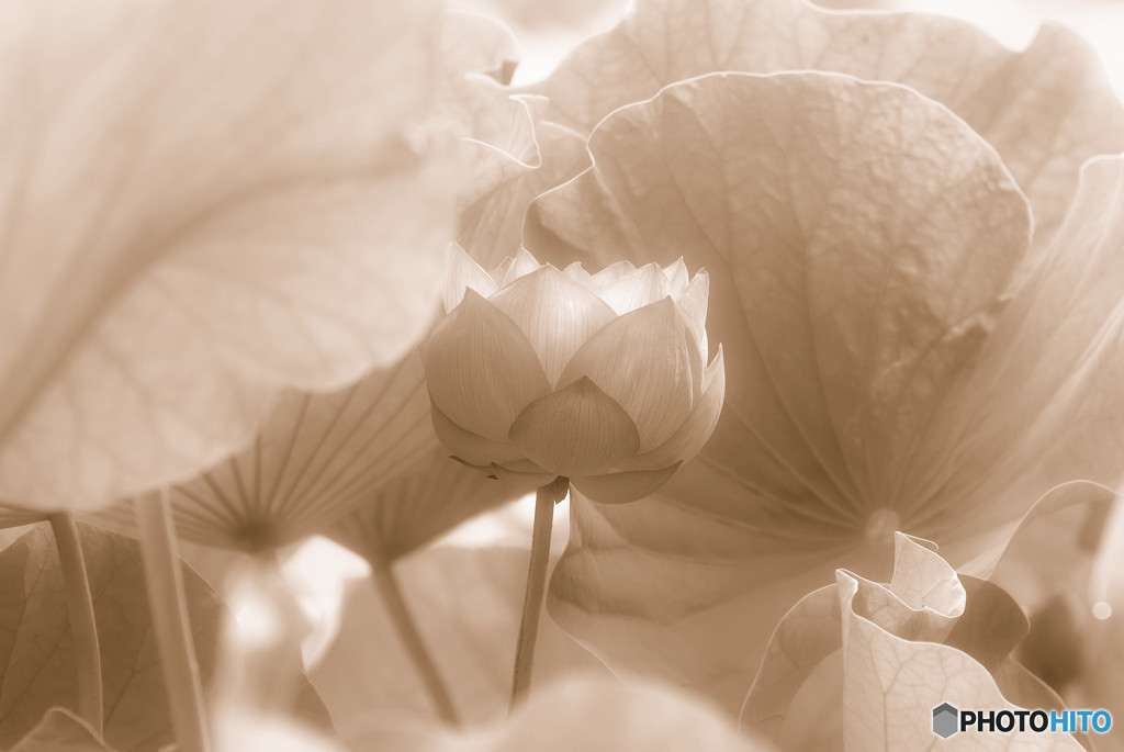 秘密の花園へ・蓮