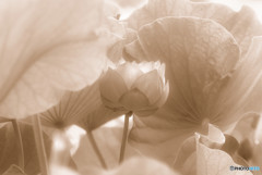 秘密の花園へ・蓮