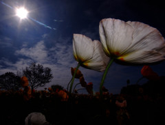 風に吹かれて・華
