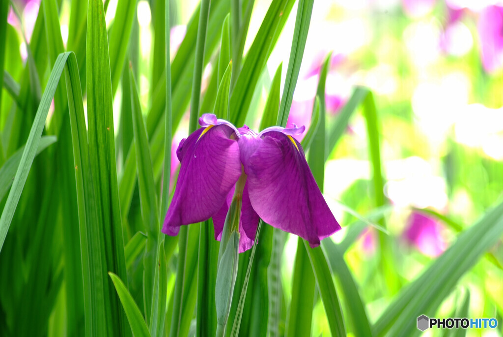 水無月の彩❁菖蒲