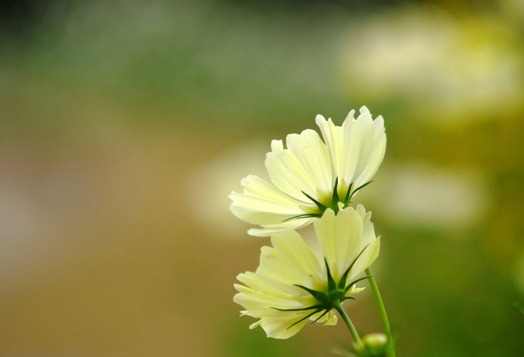 ふたりなら✿COSMOS絆