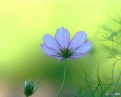 夢の序章・秋桜