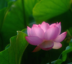 君は天然色・2014