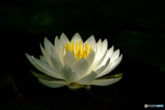 面影・睡
