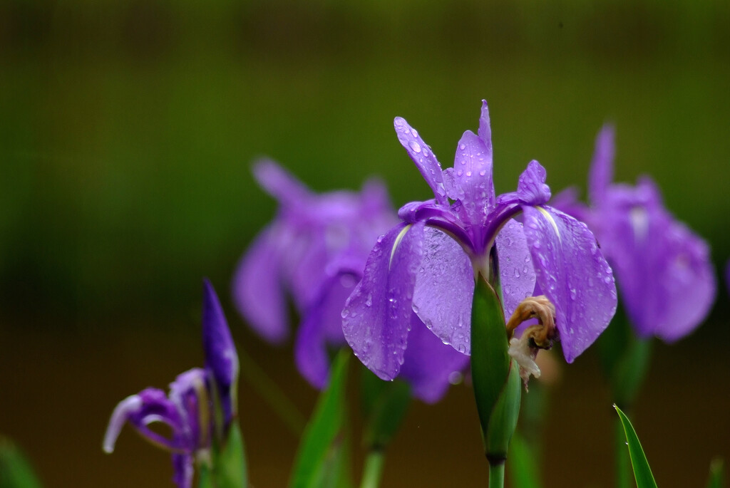 秘密の花園❁杜若2025