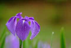 Japanese Beauty✿雨の詩