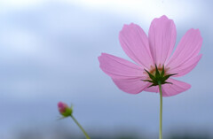 秋色に誘われて✿花の丘2025