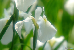 6月の風に吹かれて・華