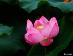 風のハミング・華