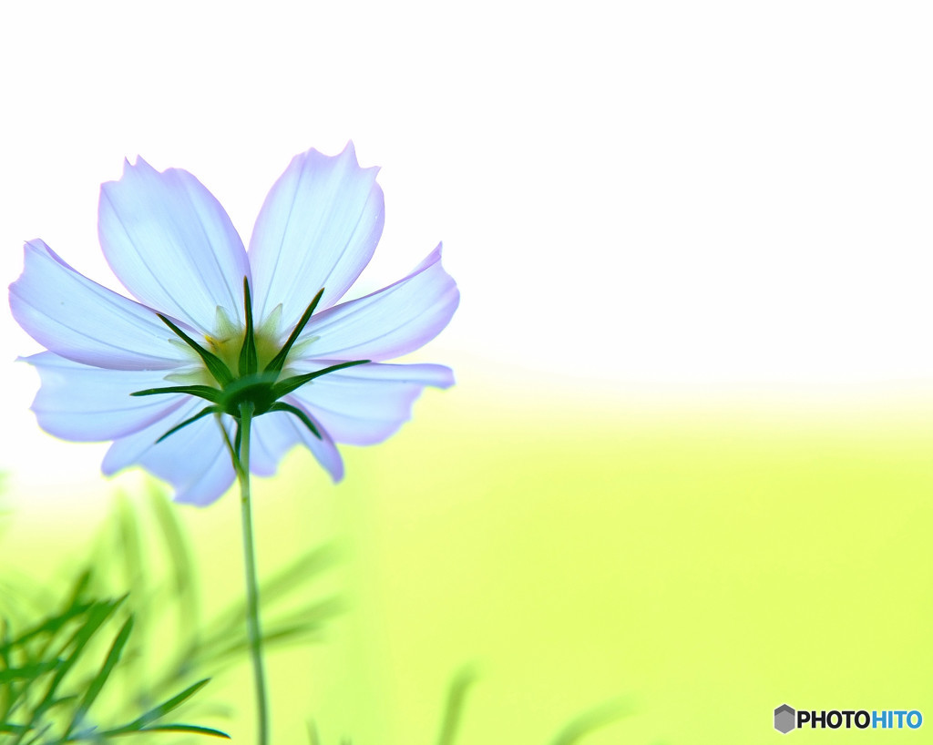 秋色の華