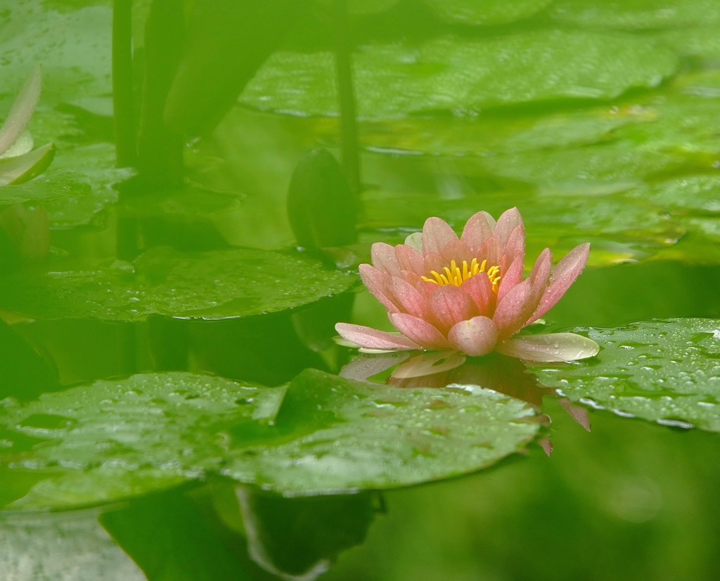 雨上がり・睡
