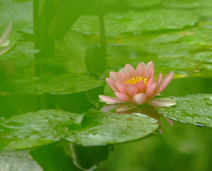 雨上がり・睡