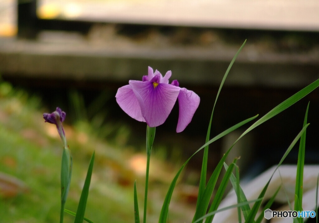 皐月の午後❁菖蒲
