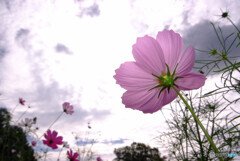 癒しの時間✿秋桜