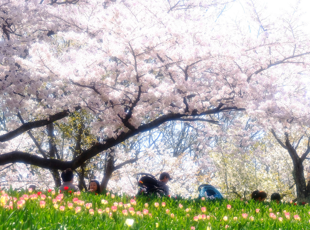 春爛漫・桜満開
