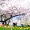 春爛漫・桜満開