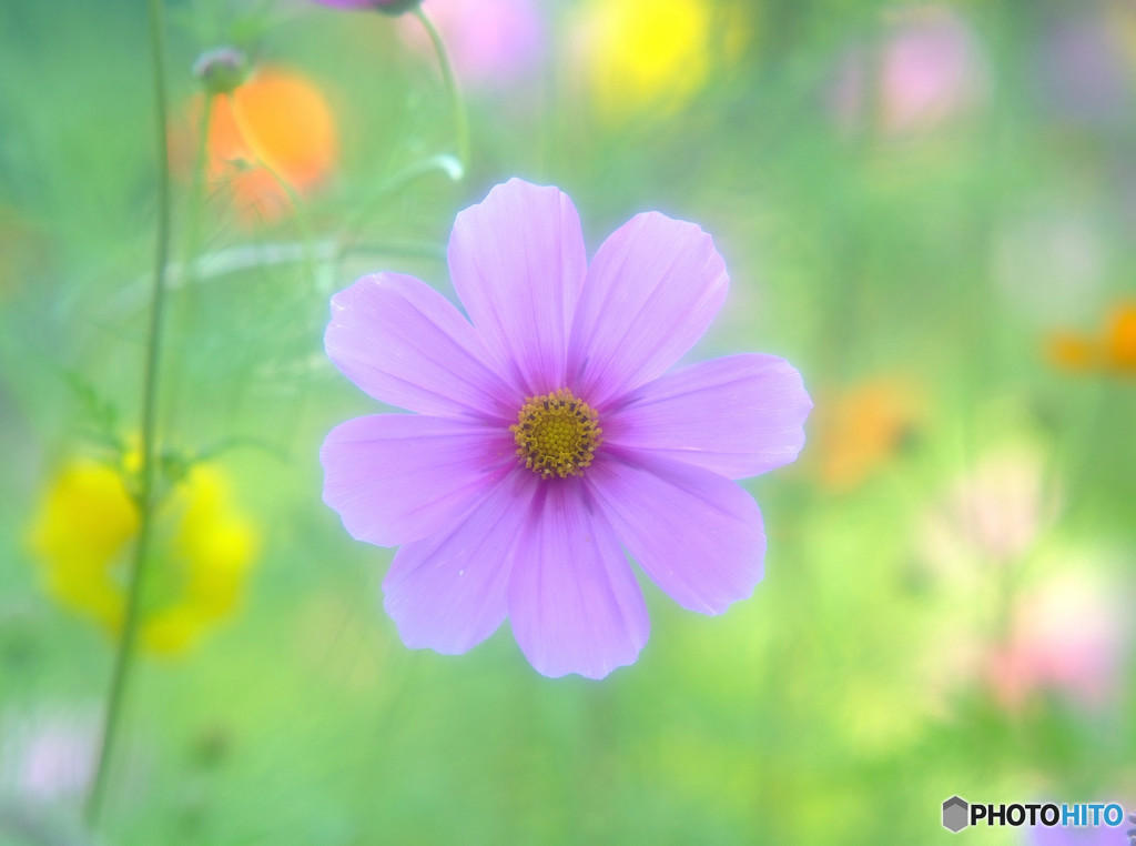 秋の声・コスモス