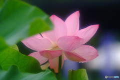夢のつづき・蓮