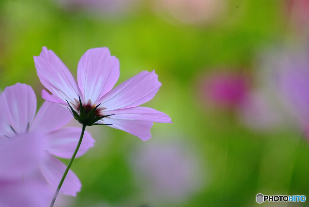 神楽月の彩❁こすもす