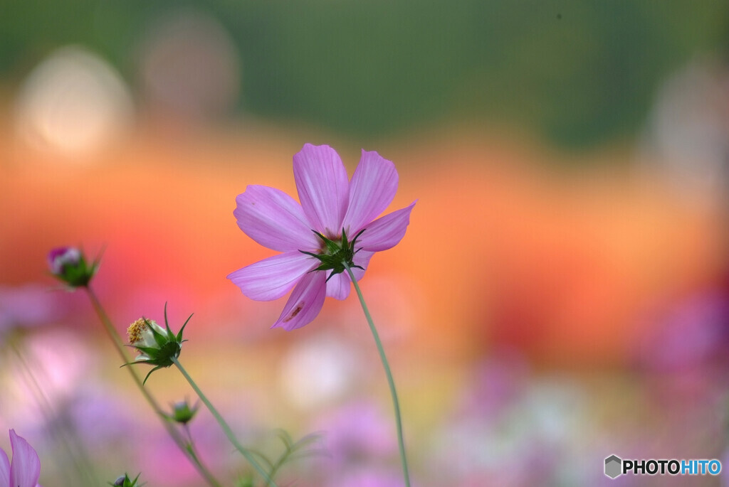 秋色のPhotograph✿彩