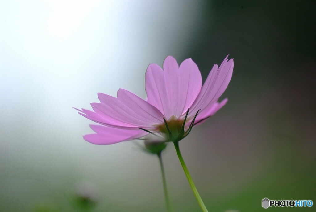 いい日旅立ち✿秋桜の詩