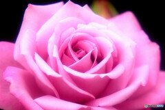 Japanese Beauty✿華やかに美しく