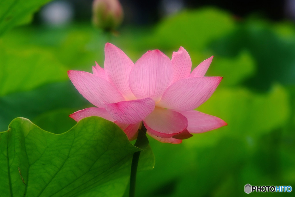 やすらぎの時・華
